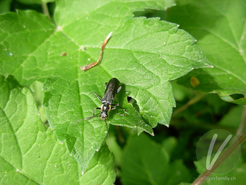 Weichkäfer (Cantharis paradoxa): Übersicht